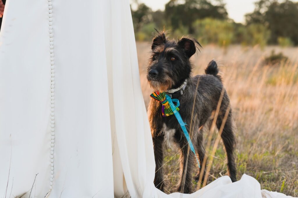 Fotografia de Casamento. Sessão fotográfica dos noivos com amigo de 4 patas.